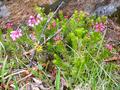 pink mountain-heath